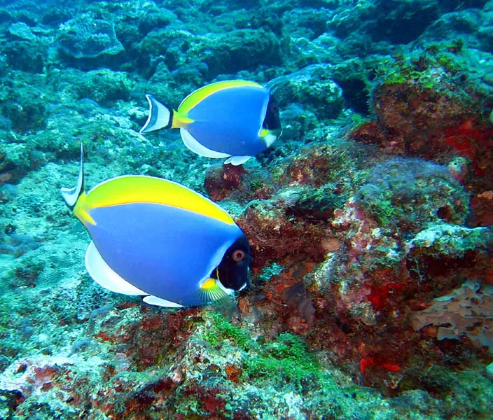 Photo diving Madagascar