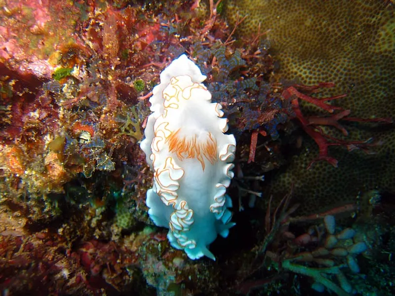 Photo diving Madagascar