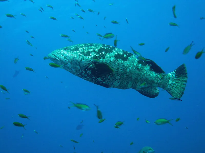 Photo diving Madagascar