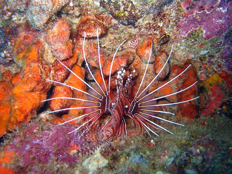 Photo diving Madagascar