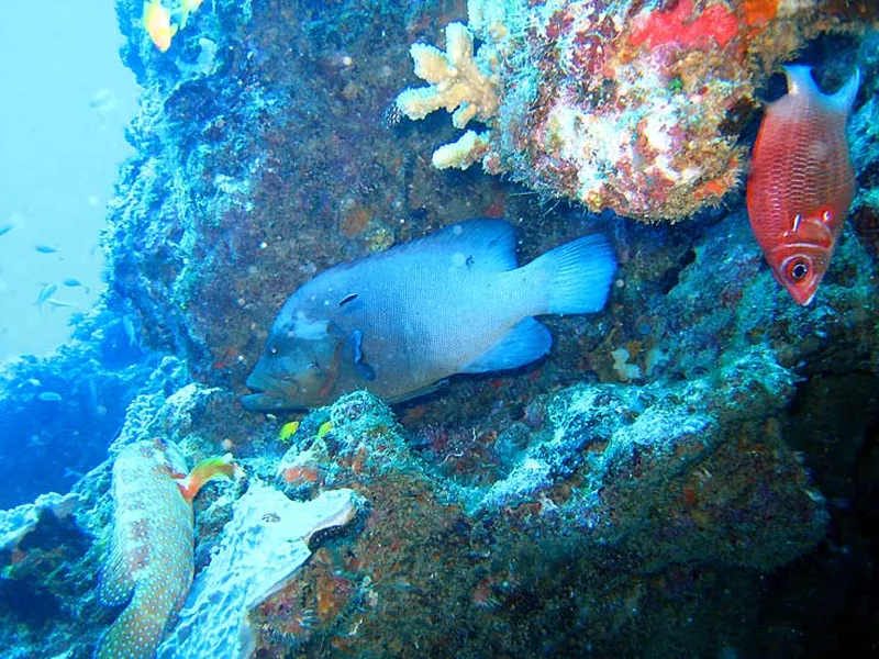 Photo diving Madagascar