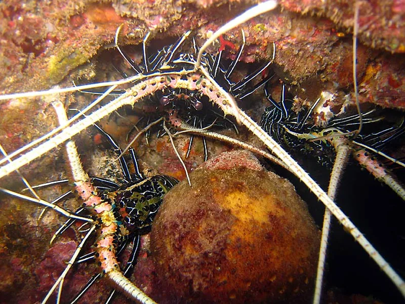 Photo diving Madagascar