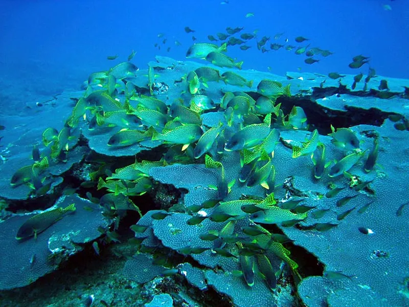 Photo diving Madagascar