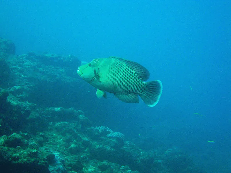 Photo diving Madagascar