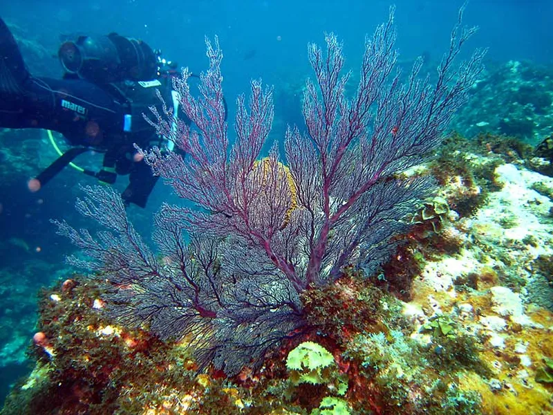 Photo diving Madagascar