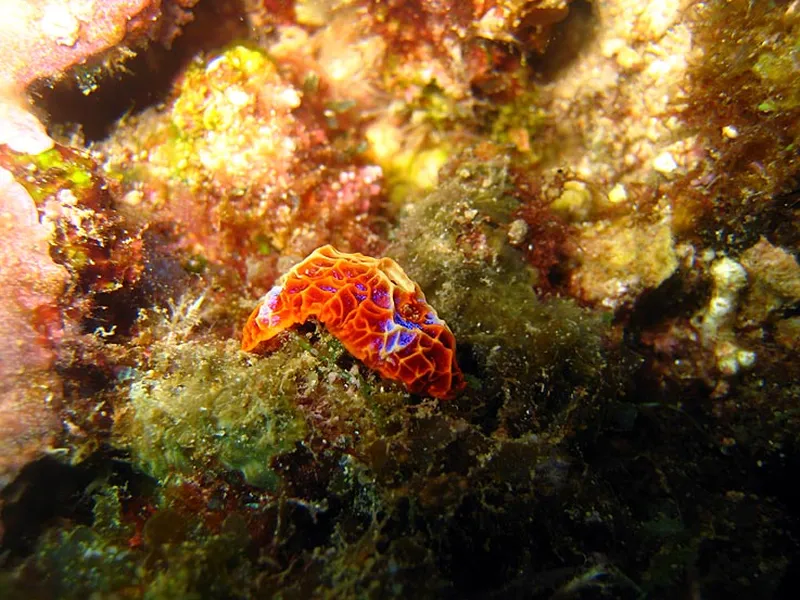 Photo diving Madagascar