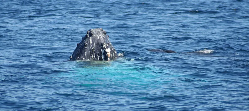 Une baleine à bosse aère ses tubercules