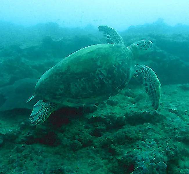 Photo diving Madagascar