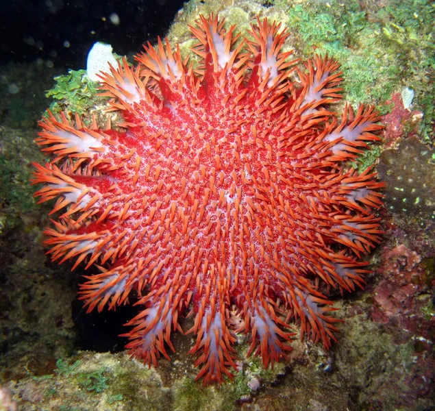 A red crown-of-thorns starfish