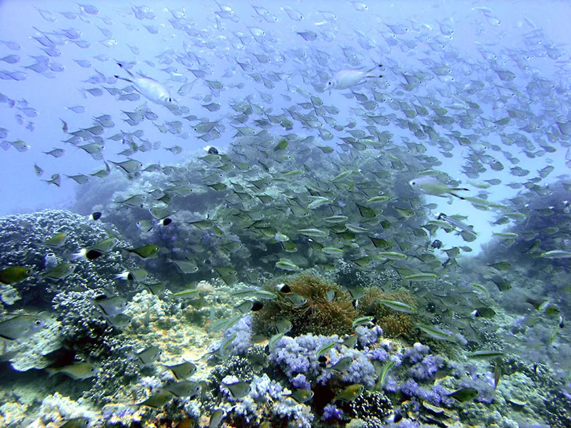 Nuée de poissons hachette au-dessus du corail