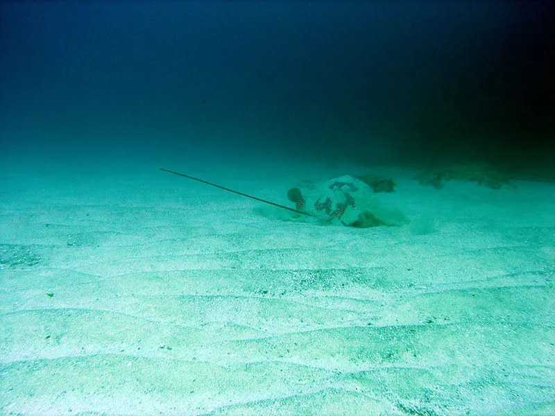  Honeycomb stingray in the sand of Bevato