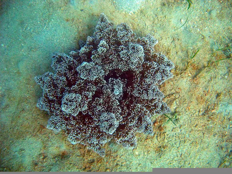 Hell fire anemone, top view