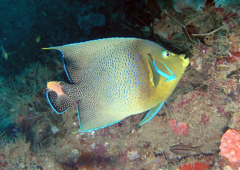 Poisson ange à demi cercles de profil