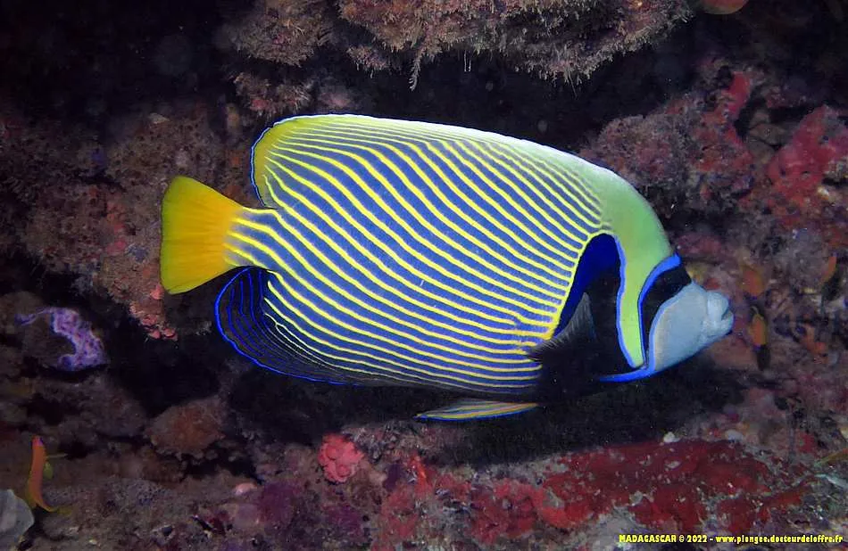 Photo diving Madagascar