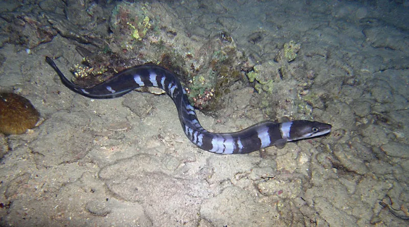 Longfin african conger at night