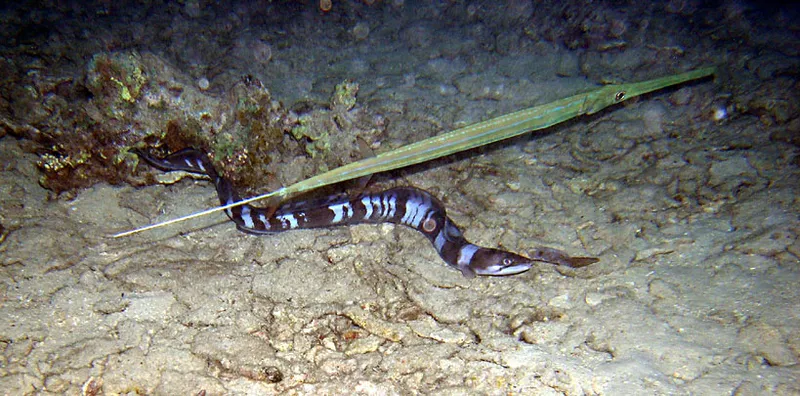  Longfin african conger and cornetfish at night