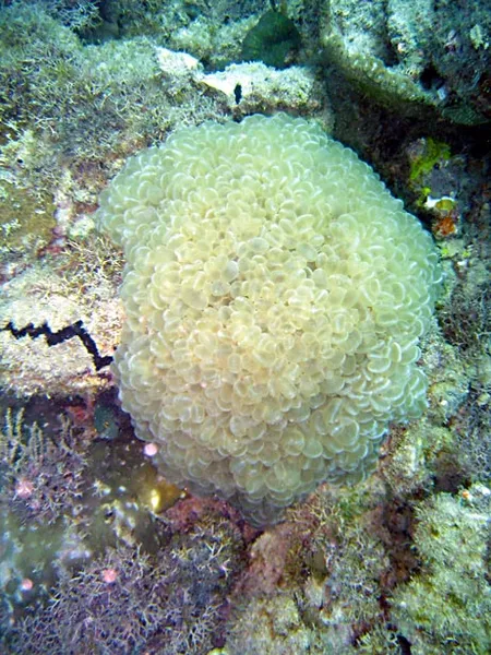 Boule de corail bulle