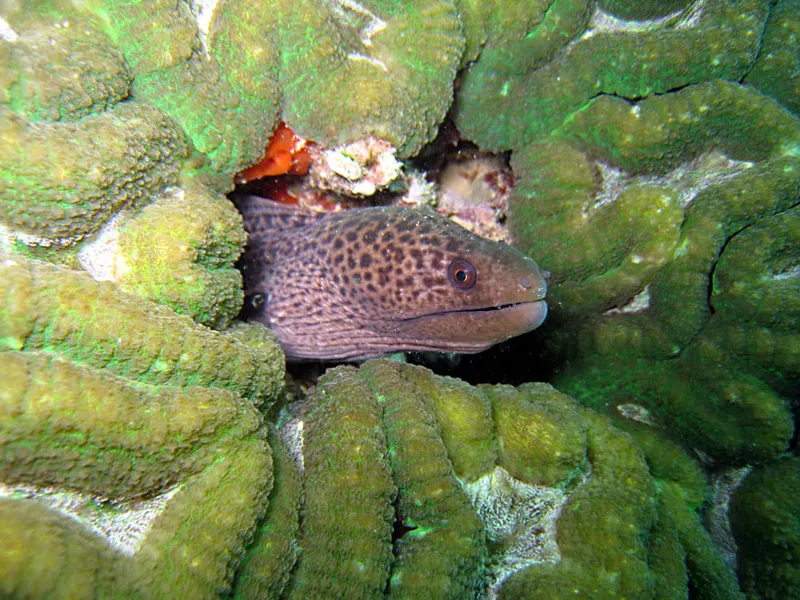 Juvenile giant moray eel