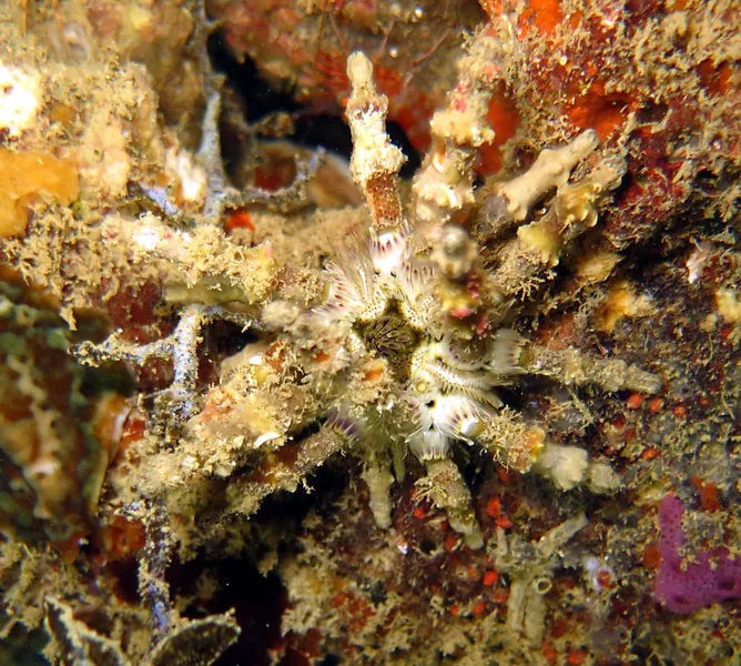 Verticillata urchin