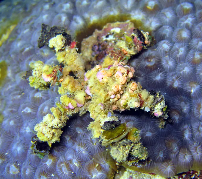 Decorator crab