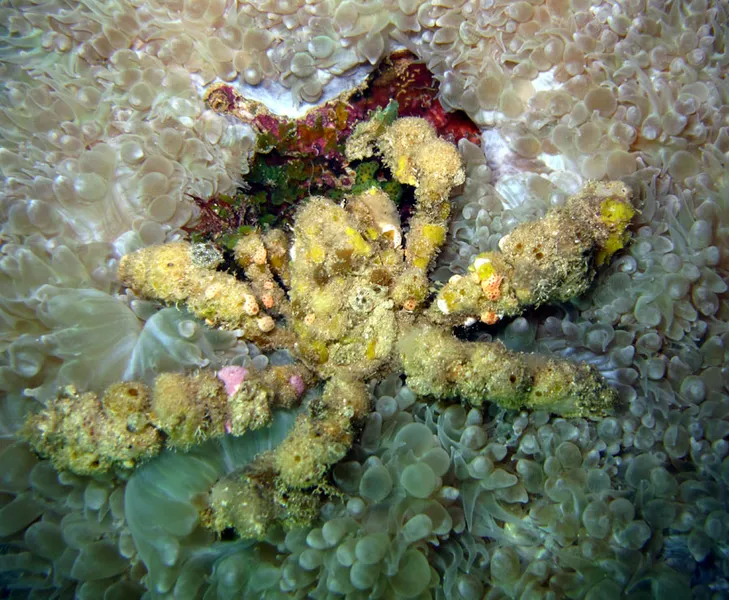 Decorator crab and bubble coral