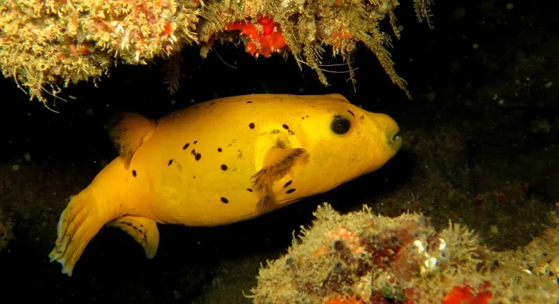 Tétrodon jaune