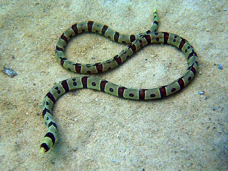 Anguille serpent à bandes sur le sable du Massif des Roses
