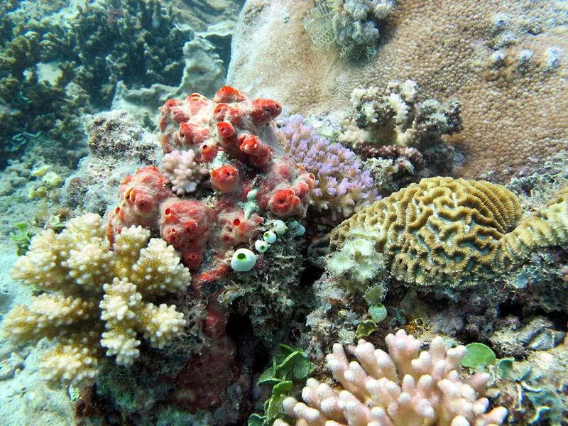 All kinds of coral