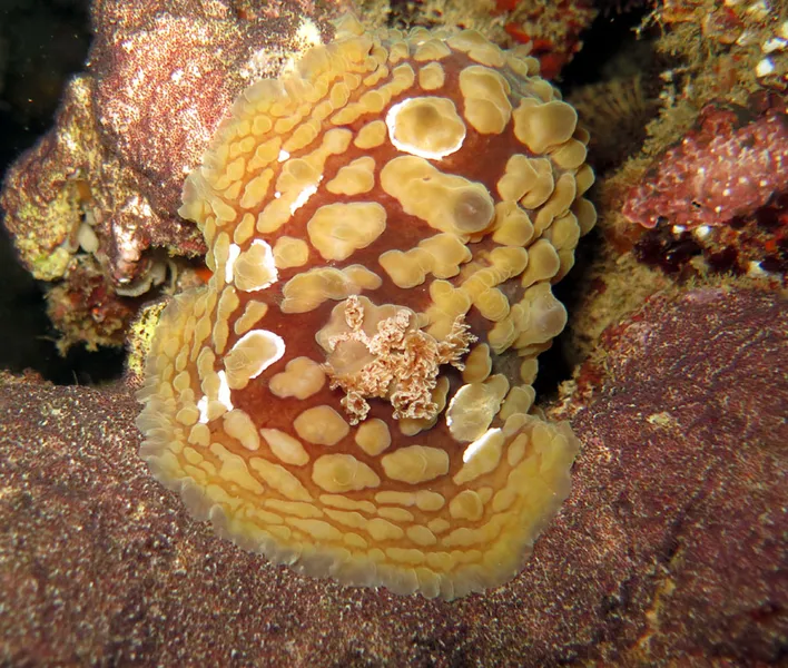 Nudibranche nocturne du lagon