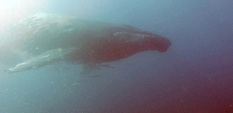 Humpback whale diving at Cathedral