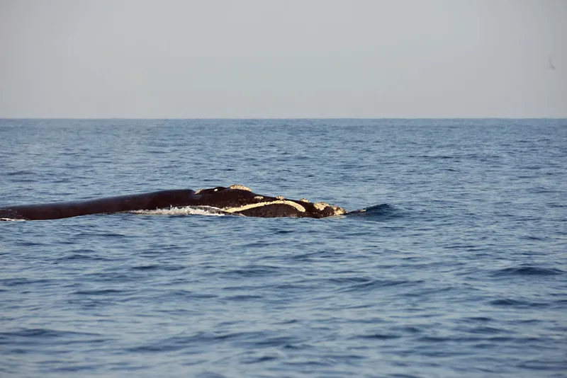 Southern right whale