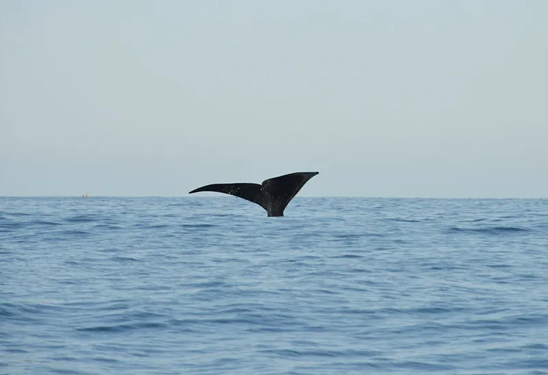 Nageoire caudale d'une baleine australe