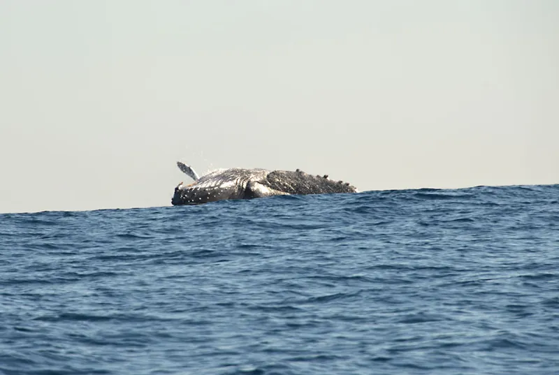 Humpback whale right before impact