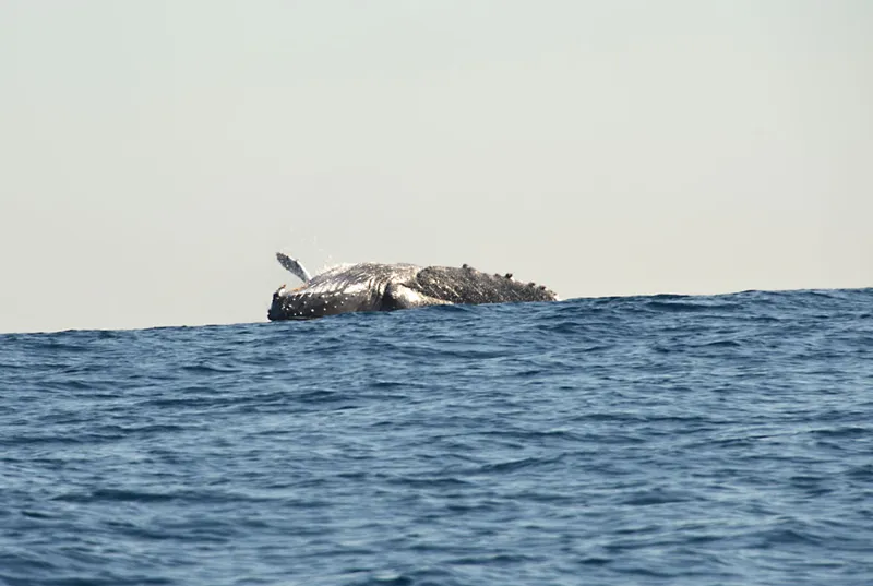 Baleine à bosse, juste avant impact