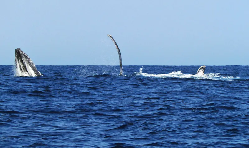 Baleines à bosse actives