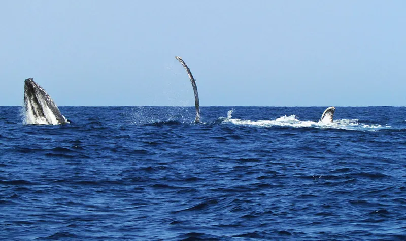 Active humpback whales