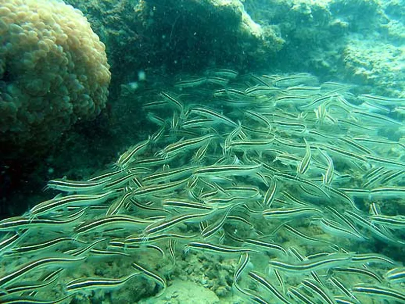 Photo diving Madagascar