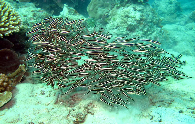 Bande de poissons chatons