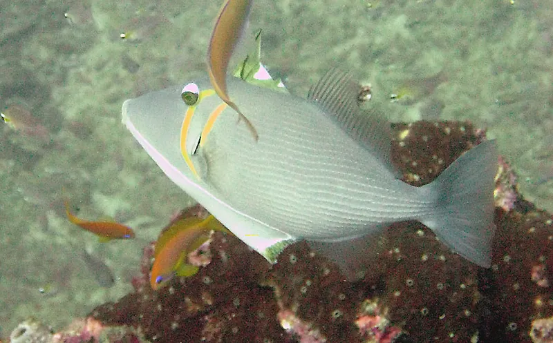  Scythe triggerfish, Sufflamen bursa