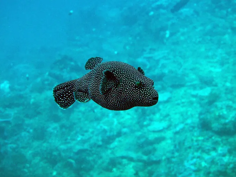 Guineafowl puffer in cristal water