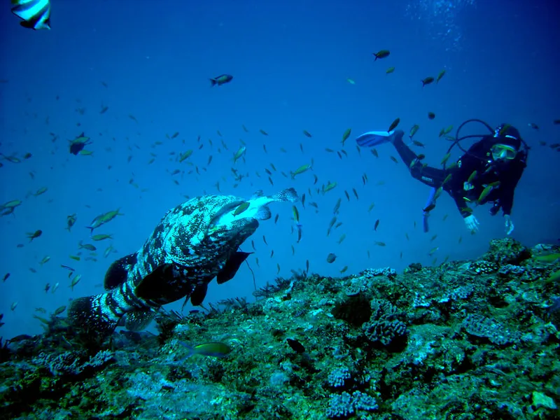 Malabar grouper fish in mouth, and diver