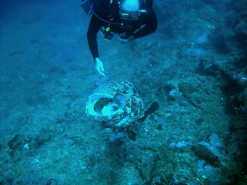  A malabar grouper eating a trunk fish and a diver watching