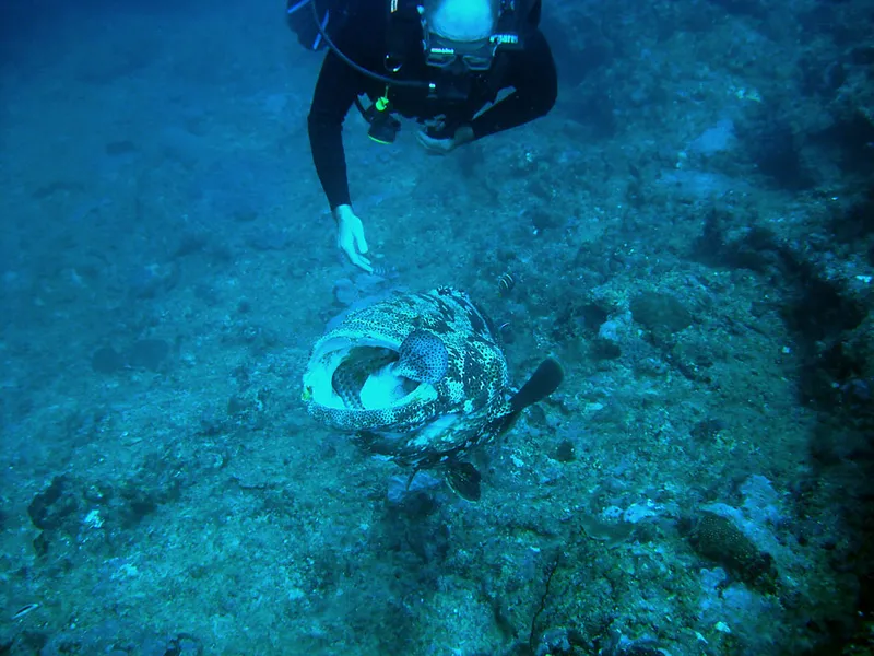 Un mérou malabar ingérant un poisson coffre, sous les yeux d'un plongeur