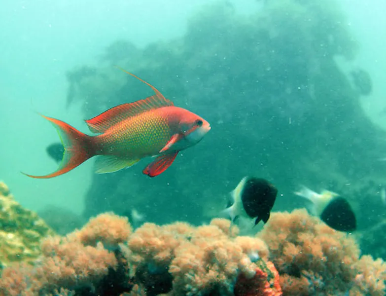 Photo diving Madagascar