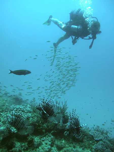 plongeur au-dessus de trois poissons lions