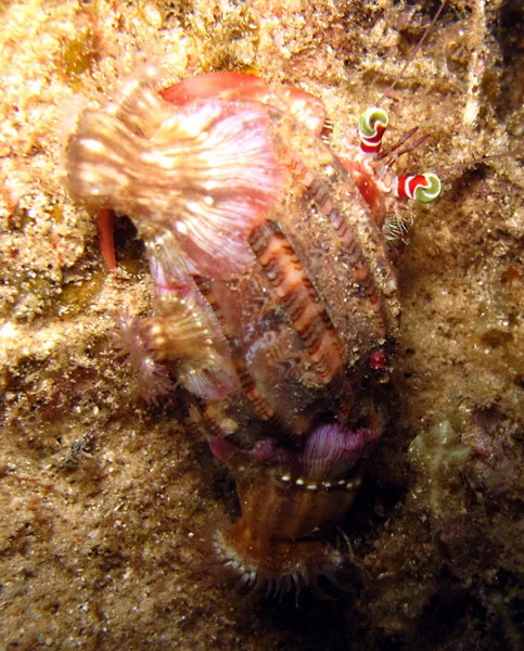 Ermit crab, shell and sea anemons