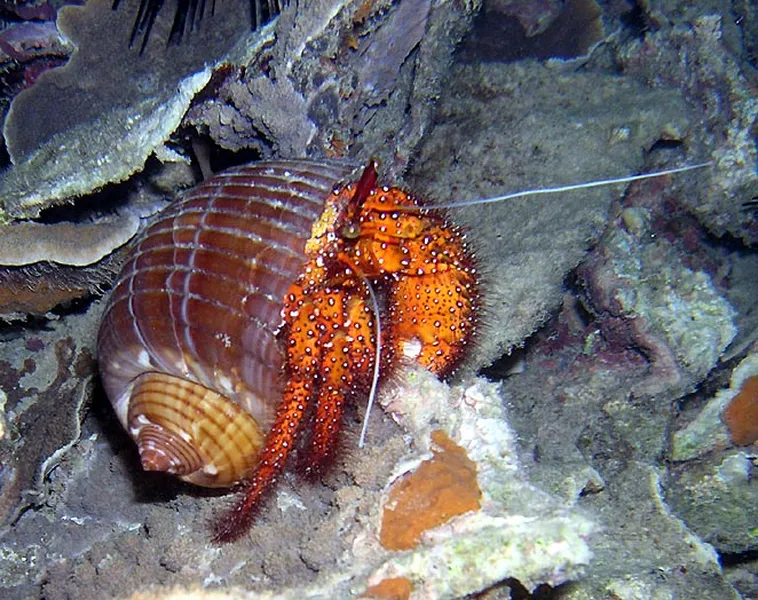 Photo diving Madagascar