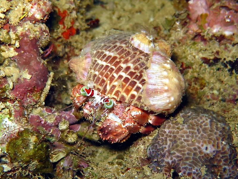 Ermit crab carrying anemones