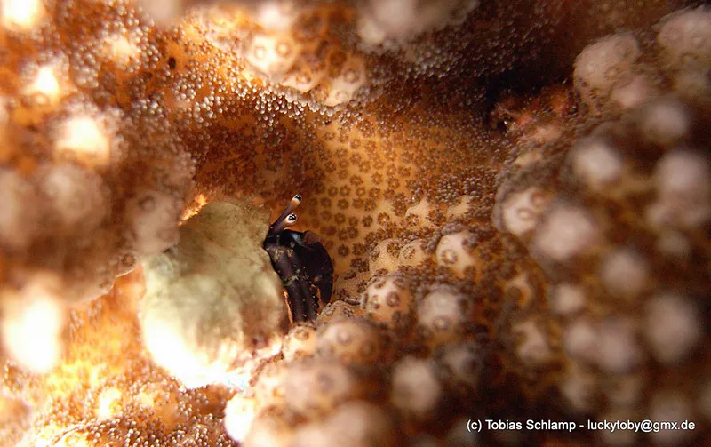 bernard l'ermite dans du magnifique corail