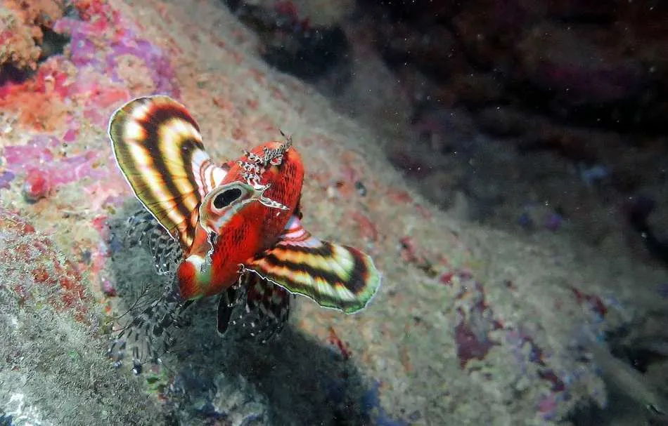 Photo diving Madagascar